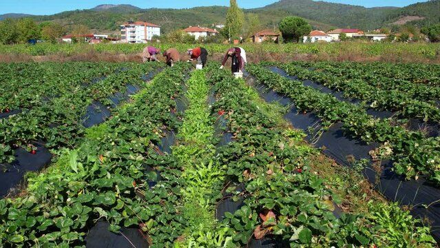 Local producer farmers, who are rural cultivators, are harvesting strawberries grown in the soil. Agriculture industry.