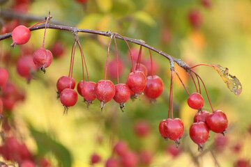Apple tree fruits of the Chinese red variety