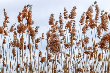 Dry reeds in the wind on the shore of the lake against the sky