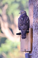 Cooper's hawk perched on blue bird box. 