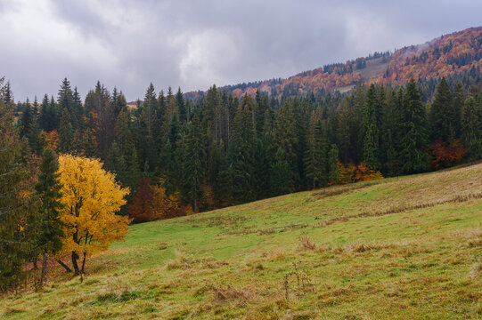 carpathian woodland in autumn. trees in the hills in fall colors. misty weather with overcast sky
