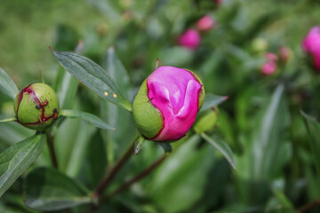 peony flower bud in the garden in nature