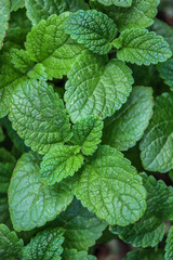 Young green mint leaves in the garden in nature as a background