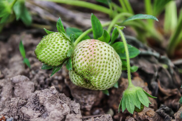 green unripe strawberries in the garden in the garden
