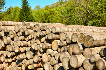 Long wooden logs stacked on top of each other in the open air in the forest. Trunks of felled dry trees are neatly stacked in anticipation of transportation