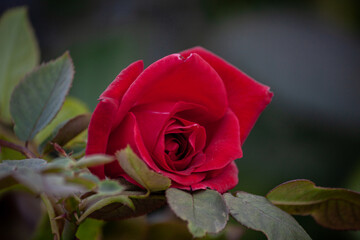 single red rose