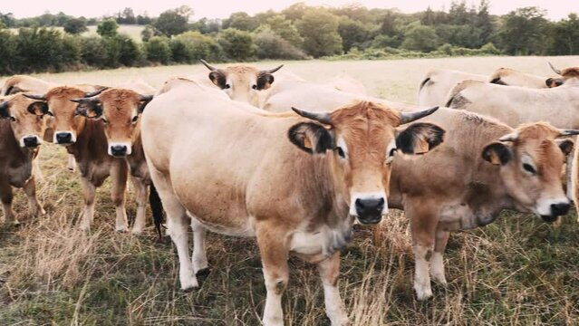 Small herd of domestic Aubrac cattle grazing in a hay field in the countryside