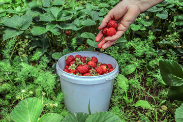 Strawberries in a white basket on the grass. Strawberry field on a farm with fresh ripe strawberries in a bucket next to strawberries.