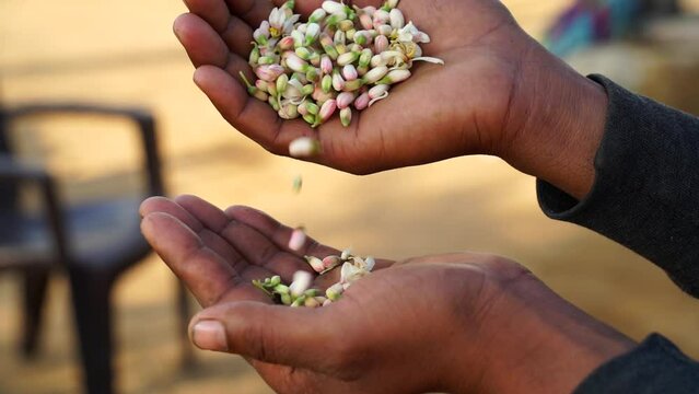 Indian medicinal plant footage, White natal or pods closeup in human hand. Blooming pods closeup with human hand.