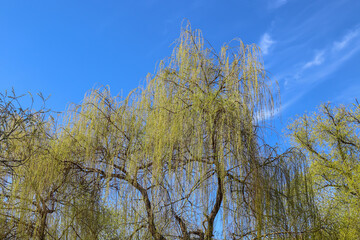 Obraz na płótnie Canvas Crown of weeping willow tree in spring against the sky