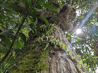 Green Tree in a Serene Natural Landscape