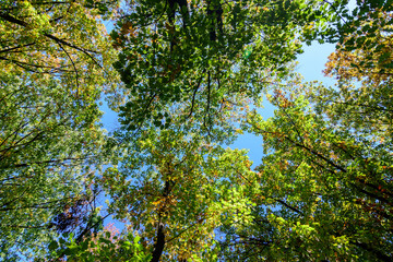 Vivid orange, yellow and brown leaves of oak tree towards clear blue sky in a garden during a sunny autumn day, beautiful outdoor background photographed with soft focus..