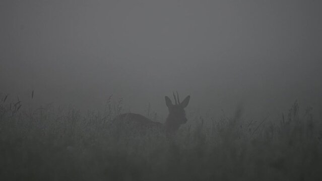 Roe buck grazing on the meadow with morning fog before sunrise, spring, may, (capreolus capreolus), north rhine westphalia, germany