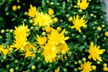 Close up of many vivid yellow Chrysanthemum x morifolium flowers in a garden in a sunny autumn day, view from above.