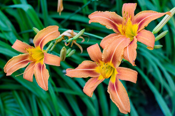 Obraz premium Many small vivid orange red flowers of Lilium or Lily plant in a British cottage style garden in a sunny summer day, beautiful outdoor floral background photographed with soft focus.