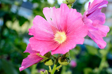 One delicate pink magenta flower of Althaea officinalis plant, commonly known as marsh-mallow in a British cottage style garden in a sunny summer day, beautiful outdoor floral background.