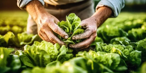 Deurstickers Agriculture Vegetables Harvest Background - Close-up of Farmer's Hands Harvesting Lettuce Salad in the Field © ImageDesigner