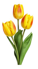 Fototapeta premium Bouquet of yellow-red tulips.