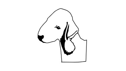  bedlington terrier , tête de chien 