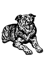 border collie chien berger