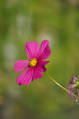 flowers with bees in the garden