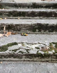 Old steps overgrown with grass in the park in summer. Old stone stairway