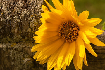 Resting Sunflower
