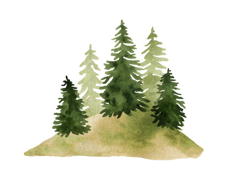 Watercolor illustration of a group of coniferous trees on a green hill.