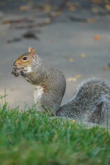 close up of squirrel in the park