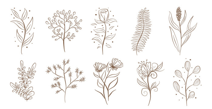 Botanical flower plant nature graphic sketch drawing, Vintage floral tiny tattoo design, leaf tropical elements vector illustration