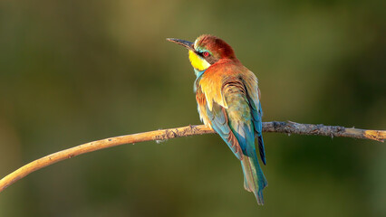 bee eater perching on branch in nature
