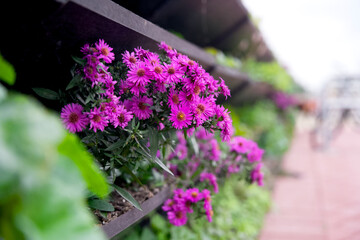 Green facade, living wall garden, vertical gardening