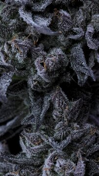 Close up on Cannabis Cola