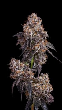 Close up on Cannabis Cola