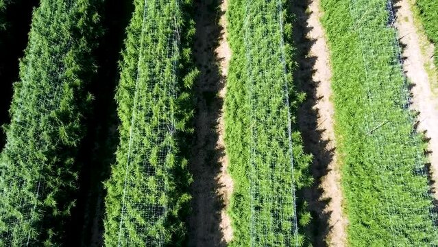 Drone view of fields of Cannabis Plants