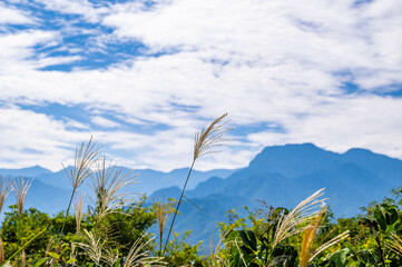 風になびくススキと有明山