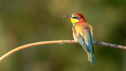 bee eater perching on branch in nature