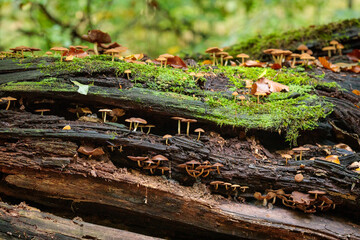 Mushrooms on a rotten tree - obrazy, fototapety, plakaty