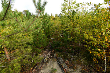 Nature is the material world of the universe, in fact — the main object of the study of natural sciences.