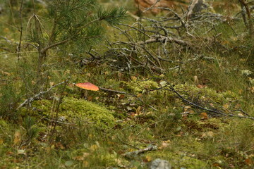 Nature is the material world of the universe, in fact — the main object of the study of natural sciences.