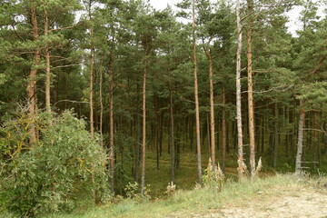 Obraz premium Nature is the material world of the universe, in fact — the main object of the study of natural sciences.