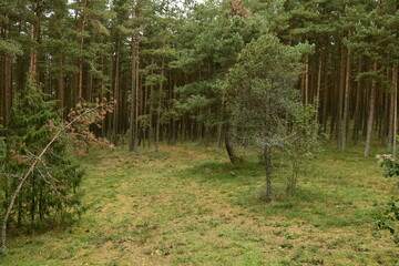 Obraz premium Nature is the material world of the universe, in fact — the main object of the study of natural sciences.