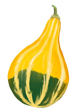 Pear Bicolor, Zierkürbis – Illustration