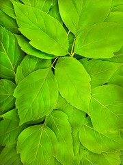 Bright, green leaves of maple. Texture, background.