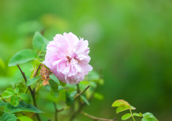 Summer nature details in countryside. Seasonal flowering of garden roses.