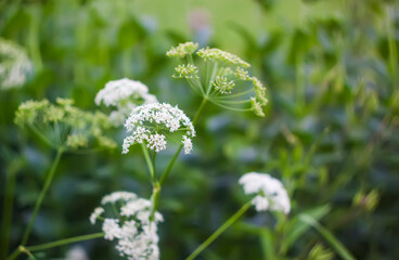 Seasonal flowering of garden plants. Aegopodium podagraria plant with white flowers, the ground elder,  bishop's weed or goutweed.