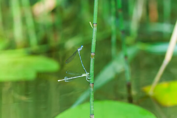 Dragonfly on the water lily plant on lake water surface.