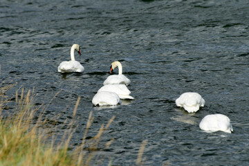 Animals - traditionally (since Aristotle) distinguished category of organisms, currently considered as a biological kingdom. Animals are the main object of study of zoology.