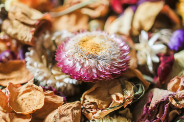 Dried flowers and petals. Floral decor.
