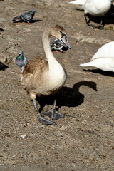 Animals - traditionally (since Aristotle) distinguished category of organisms, currently considered as a biological kingdom. Animals are the main object of study of zoology.